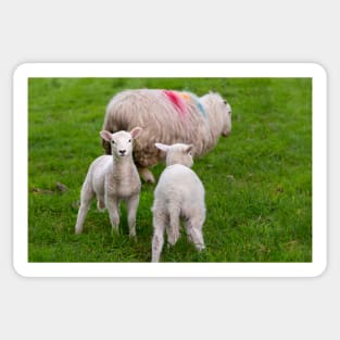 Sheep Sticker